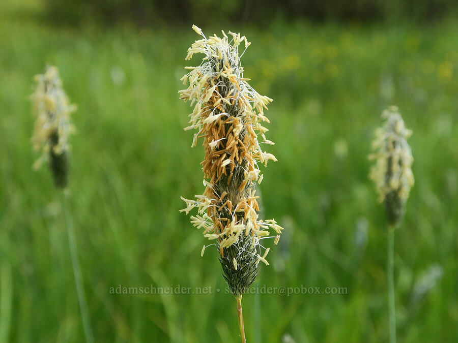 foxtail grass (Alopecurus sp.) [Summit Prairie, Malheur National Forest, Grant County, Oregon]