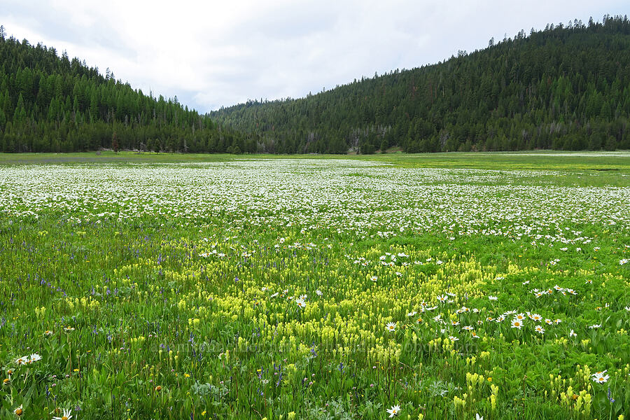 wildflowers (Wyethia helianthoides, Castilleja cusickii, Camassia quamash, Trifolium longipes ssp. hansenii) [Summit Prairie, Malheur National Forest, Grant County, Oregon]