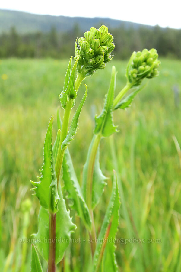 tall groundsel (alkali marsh butterweed), budding (Senecio hydrophiloides (Senecio foetidus)) [Summit Prairie, Malheur National Forest, Grant County, Oregon]