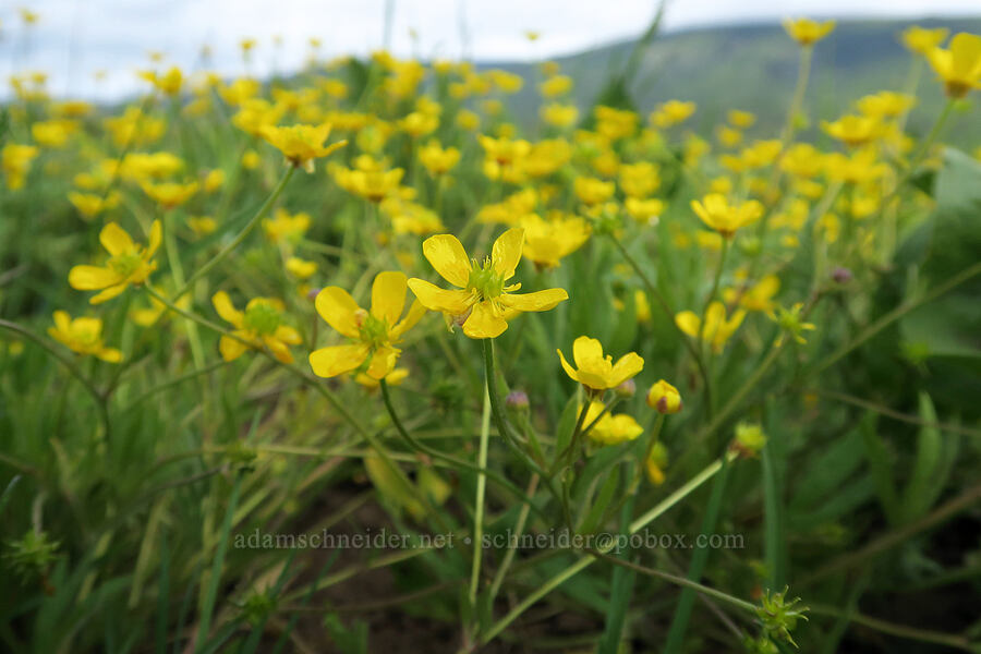buttercups (Ranunculus orthorhynchus) [Summit Prairie, Malheur National Forest, Grant County, Oregon]