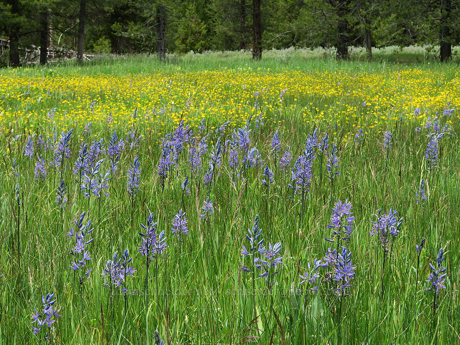 camas & buttercups (Camassia quamash, Ranunculus sp.) [Summit Prairie, Malheur National Forest, Grant County, Oregon]