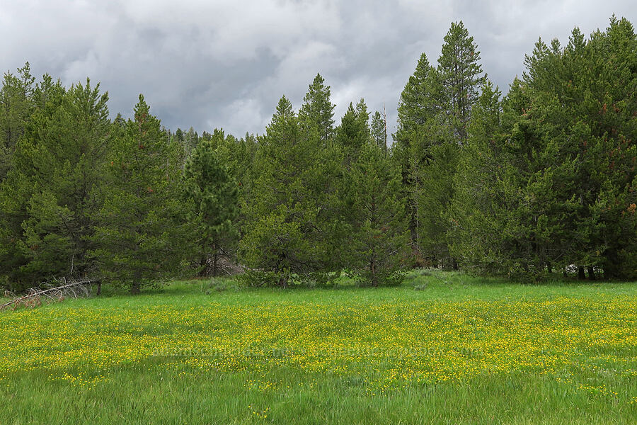 buttercups (Ranunculus sp.) [Summit Prairie, Malheur National Forest, Grant County, Oregon]