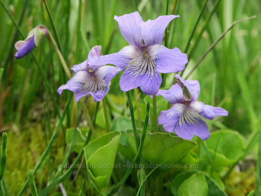 early blue violets (Viola adunca) [Forest Road 16, Malheur National Forest, Grant County, Oregon]