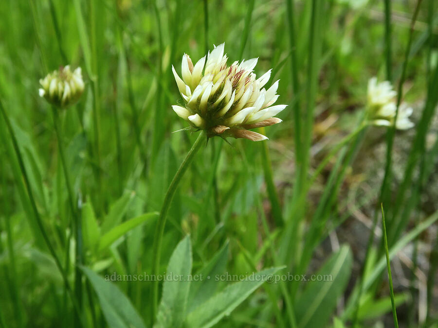long-stalk clover (Trifolium longipes) [Forest Road 16, Malheur National Forest, Grant County, Oregon]