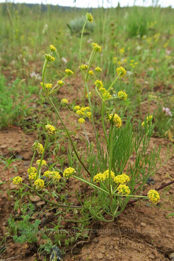 slender-fruited desert parsley (Lomatium leptocarpum (Lomatium bicolor var. leptocarpum)) [Logan Valley, Malheur National Forest, Grant County, Oregon]