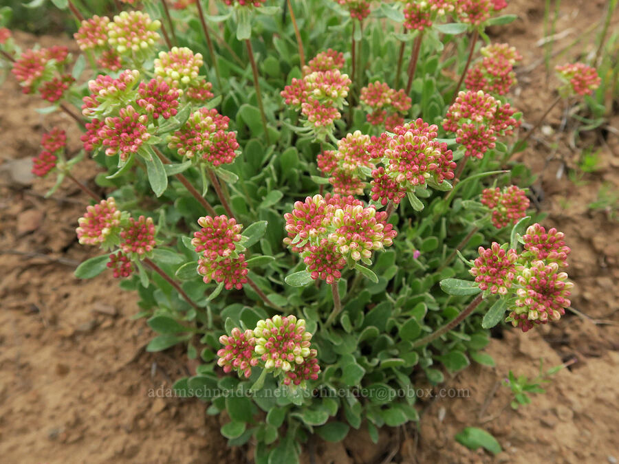 sulphur-flower buckwheat (Eriogonum umbellatum) [Logan Valley, Malheur National Forest, Grant County, Oregon]