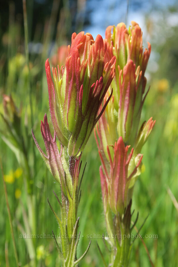 hybrid paintbrush (Castilleja cusickii x gracillima) [Logan Valley, Malheur National Forest, Grant County, Oregon]