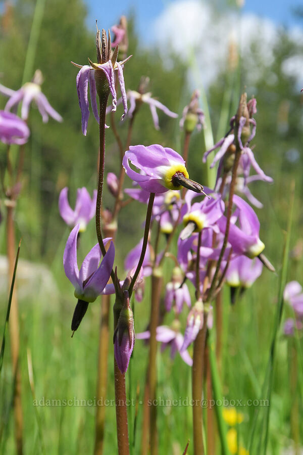 tall mountain shooting stars (Dodecatheon jeffreyi (Primula jeffreyi)) [Logan Valley, Malheur National Forest, Grant County, Oregon]