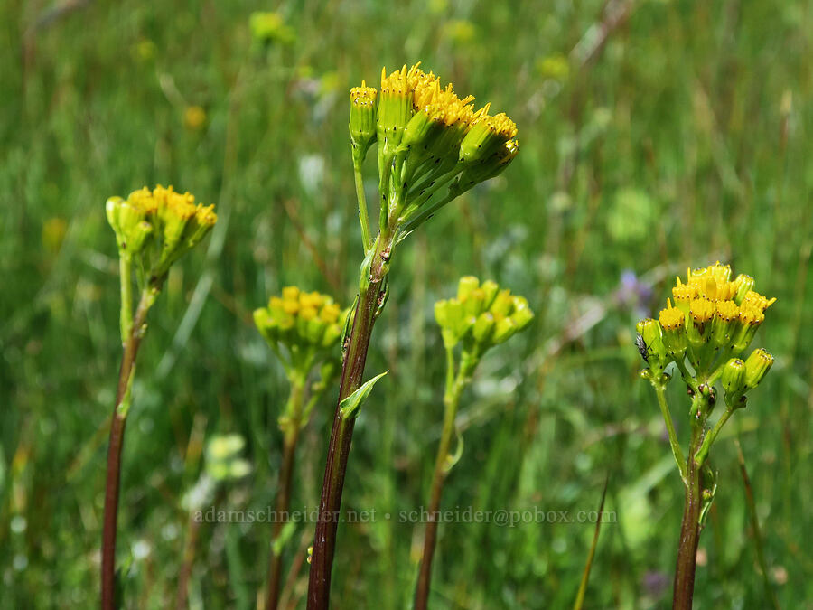 tall groundsel (alkali marsh butterweed) (Senecio hydrophiloides (Senecio foetidus)) [Logan Valley, Malheur National Forest, Grant County, Oregon]