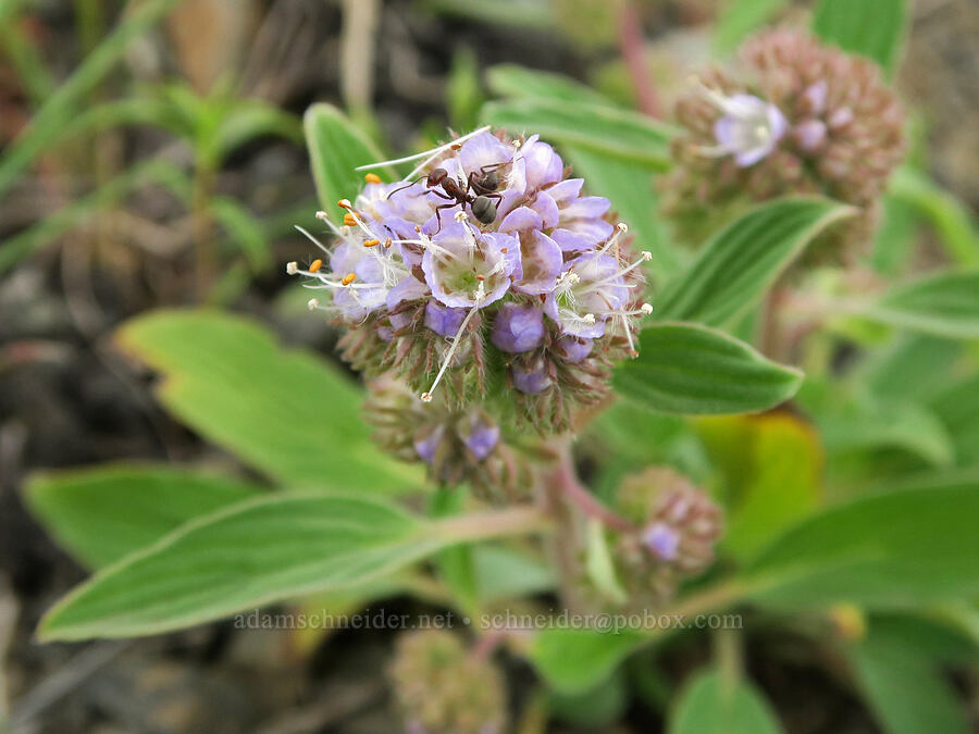 purple phacelia (and an ant) (Phacelia hastata var. alpina (Phacelia alpina)) [Logan Valley, Malheur National Forest, Grant County, Oregon]