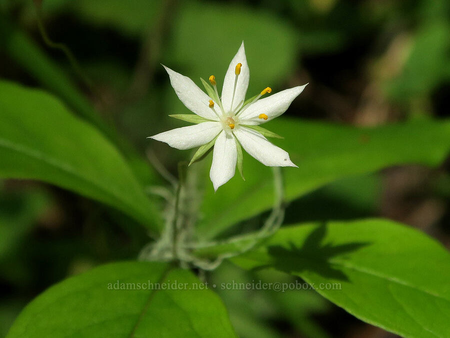 western star flower with skinny petals (Lysimachia latifolia (Trientalis borealis ssp. latifolia)) [Eagle's Rest Trail, Lane County, Oregon]