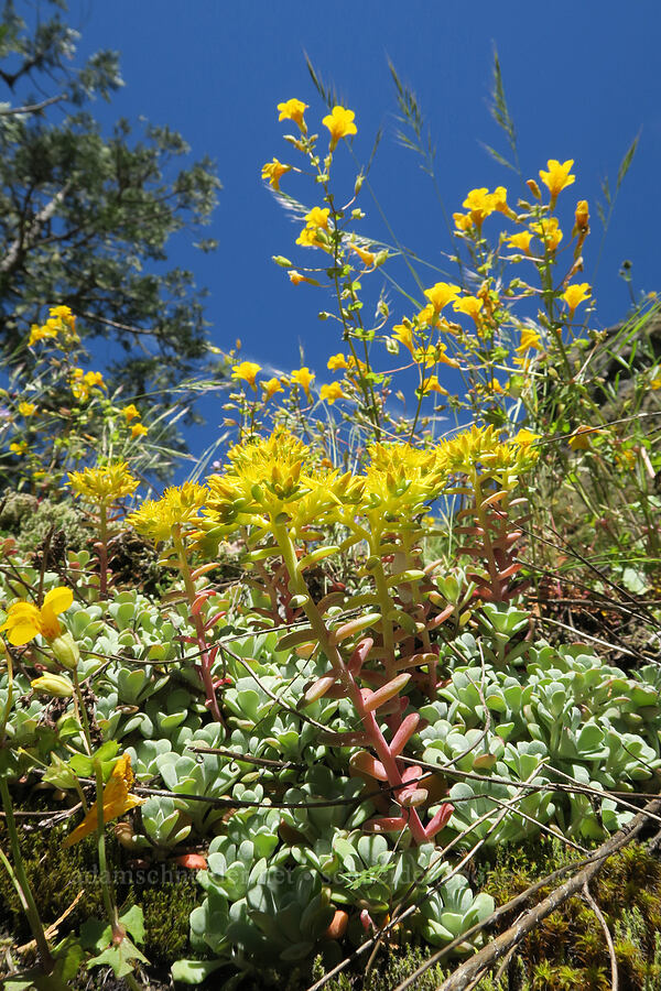 stonecrop & monkeyflower (Sedum spathulifolium, Erythranthe sp. (Mimulus sp.)) [Eagle's Rest, Lane County, Oregon]
