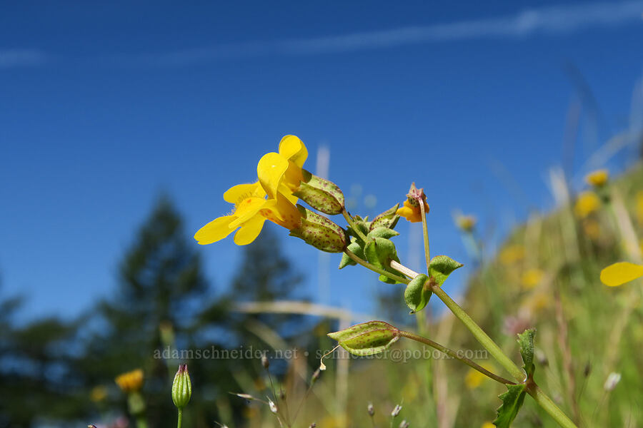 monkeyflower (Erythranthe sp. (Mimulus sp.)) [Eagle's Rest, Lane County, Oregon]