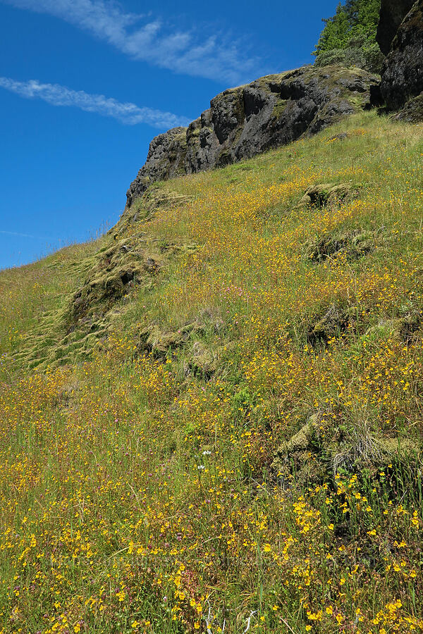 wildflowers [Eagle's Rest, Lane County, Oregon]