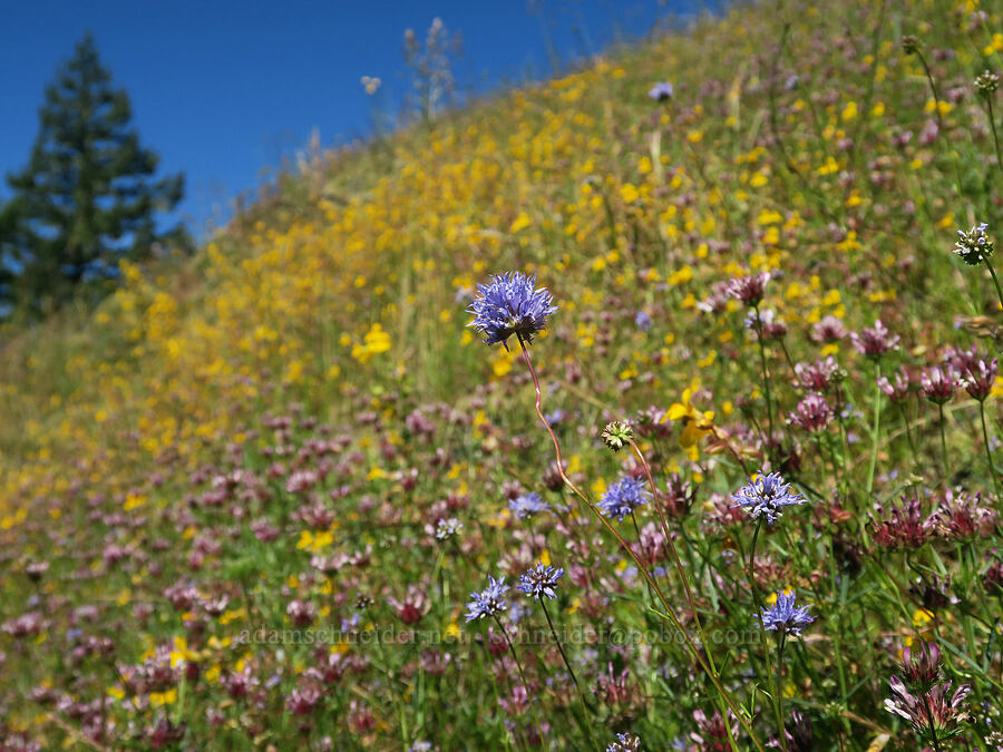 wildflowers (Gilia capitata, Trifolium willdenovii, Erythranthe sp. (Mimulus sp.)) [Eagle's Rest, Lane County, Oregon]