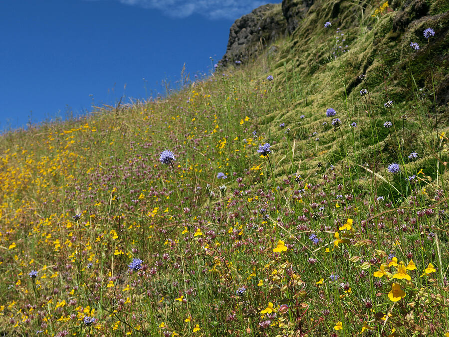 wildflowers (Gilia capitata, Trifolium willdenovii, Erythranthe sp. (Mimulus sp.)) [Eagle's Rest, Lane County, Oregon]