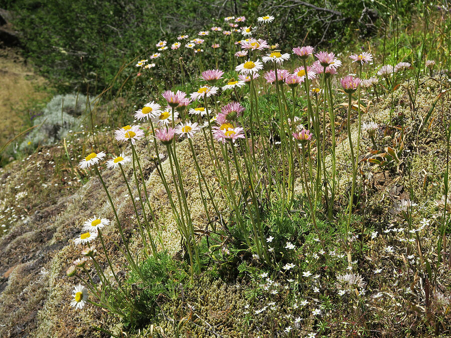 cut-leaf fleabane (Erigeron compositus) [Eagle's Rest, Lane County, Oregon]