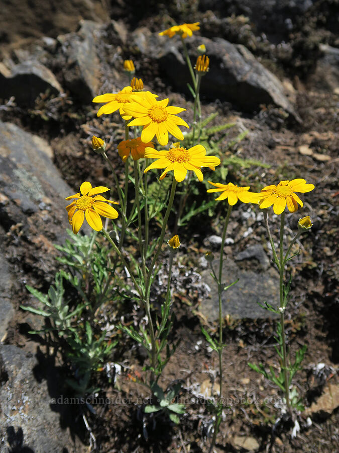 Oregon sunshine (Eriophyllum lanatum) [Eagle's Rest, Lane County, Oregon]