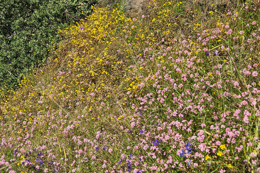 wildflowers (Plectritis congesta, Erythranthe sp. (Mimulus sp.), Delphinium menziesii) [Eagle's Rest, Lane County, Oregon]