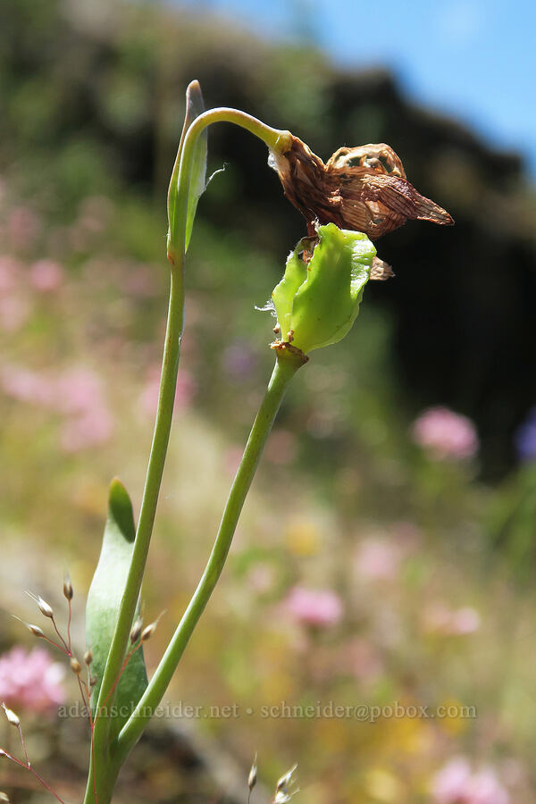 checker lily, going to seed (Fritillaria affinis) [Eagle's Rest, Lane County, Oregon]