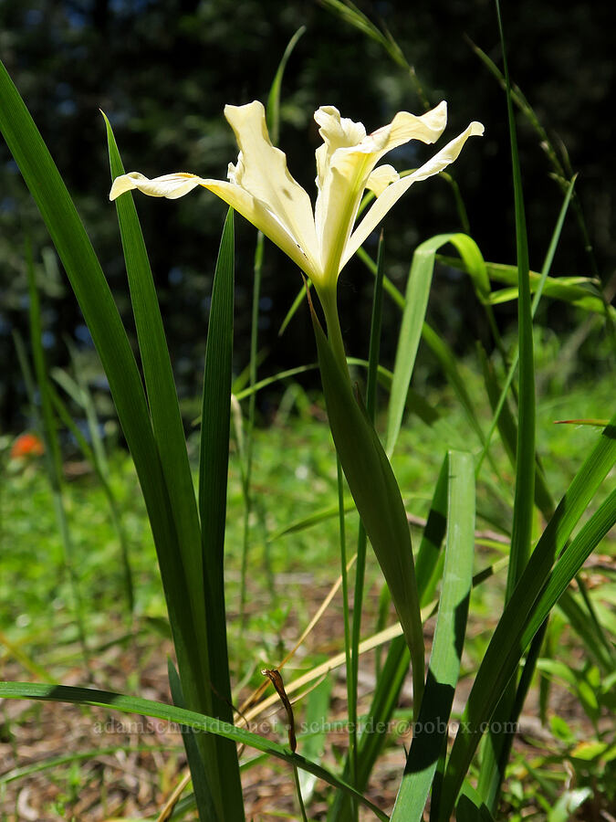 yellow-leaf iris (Iris chrysophylla) [Eagle's Rest Trail, Lane County, Oregon]