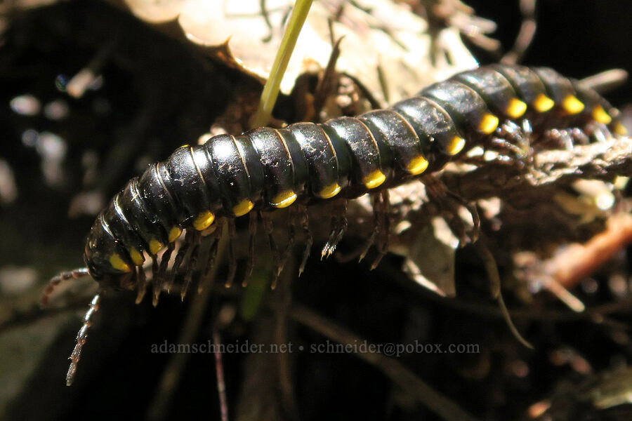 yellow-spotted millipede (Harpaphe haydeniana) [Mount June, Umpqua National Forest, Lane County, Oregon]