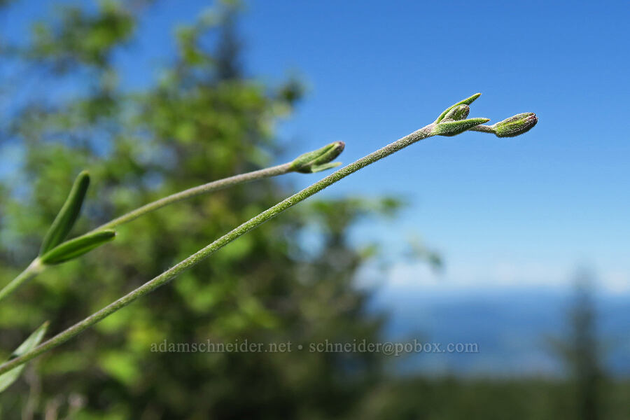 Douglas' catchfly, budding (Silene menziesii) [Mount June, Umpqua National Forest, Lane County, Oregon]