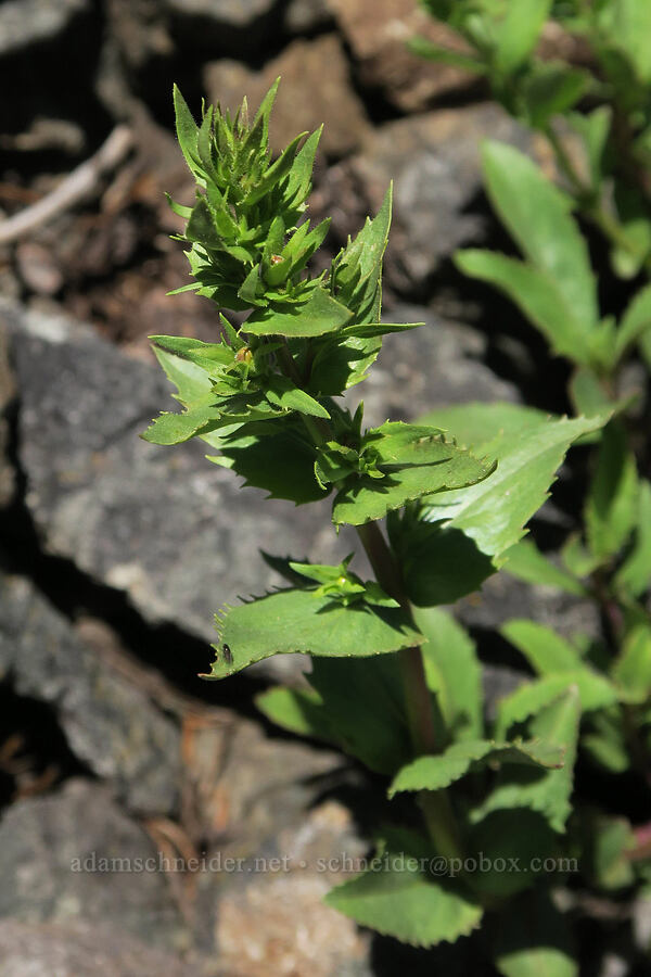 Cascades penstemon, budding (Penstemon serrulatus) [Mount June, Umpqua National Forest, Lane County, Oregon]
