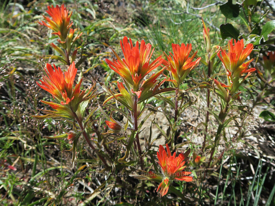 paintbrush (Castilleja sp.) [Mount June, Umpqua National Forest, Lane County, Oregon]