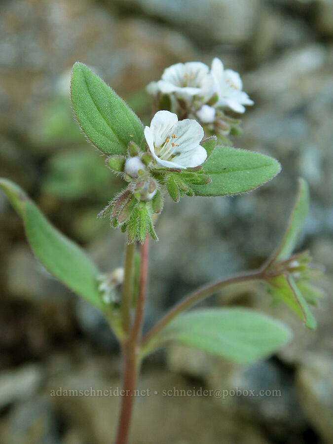 Umpqua phacelia (Phacelia verna) [Mount June, Umpqua National Forest, Lane County, Oregon]