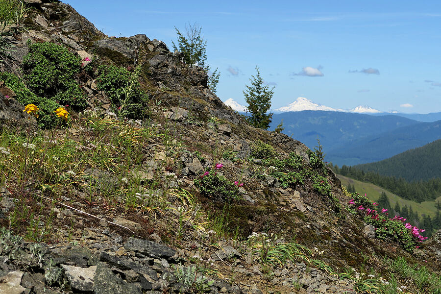 wildflowers (Penstemon rupicola, Allium crenulatum, Erysimum sp., Phacelia sp.) [Mount June, Umpqua National Forest, Lane County, Oregon]