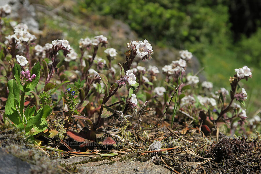 Umpqua phacelia (Phacelia verna) [Mount June, Umpqua National Forest, Lane County, Oregon]