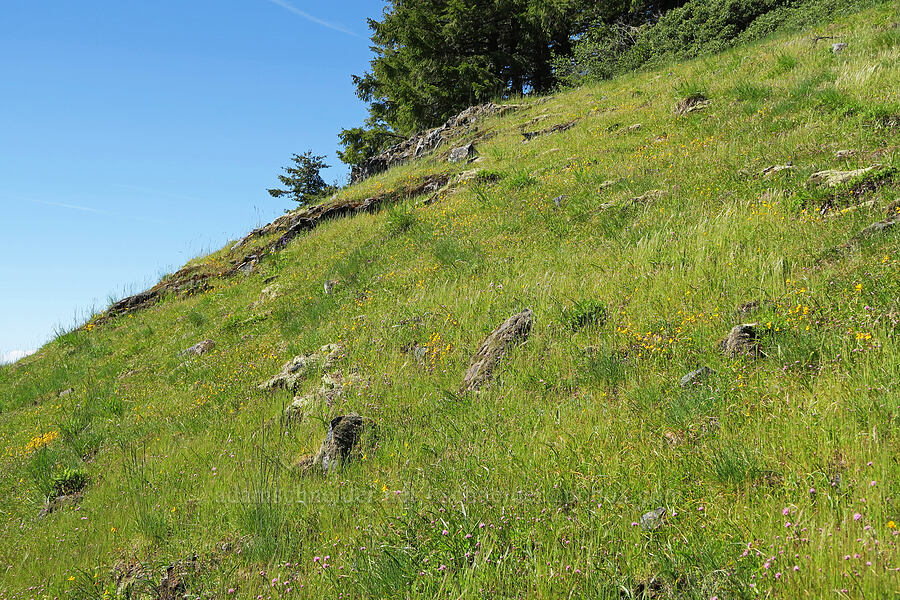 grassy meadow [Mount June, Umpqua National Forest, Lane County, Oregon]