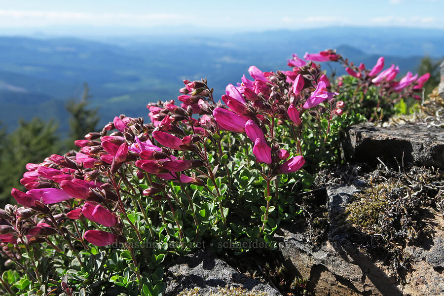 cliff penstemon (Castilleja rupicola) [Mount June, Umpqua National Forest, Lane County, Oregon]