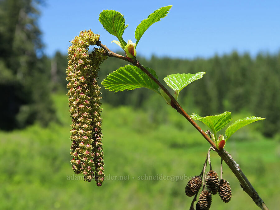 Sitka alder flowers (Alnus alnobetula ssp. sinuata (Alnus viridis ssp. sinuata)) [Forest Road 1824-142, Willamette National Forest, Lane County, Oregon]