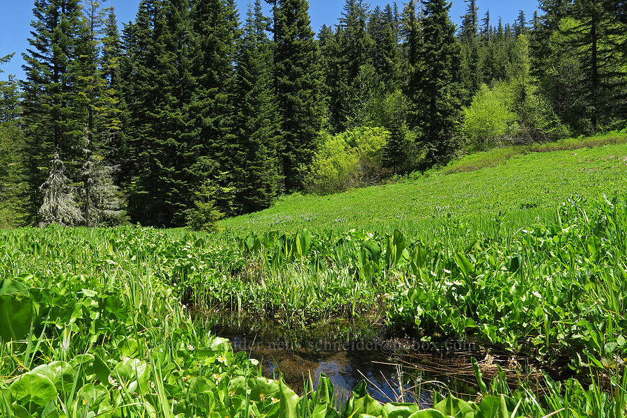 wet meadow [Nevergo Meadow, Willamette National Forest, Lane County, Oregon]