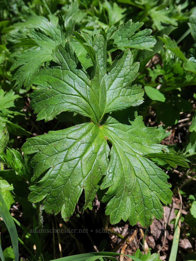 Cusick's checker-mallow leaves (Sidalcea cusickii) [Nevergo Meadow, Willamette National Forest, Lane County, Oregon]