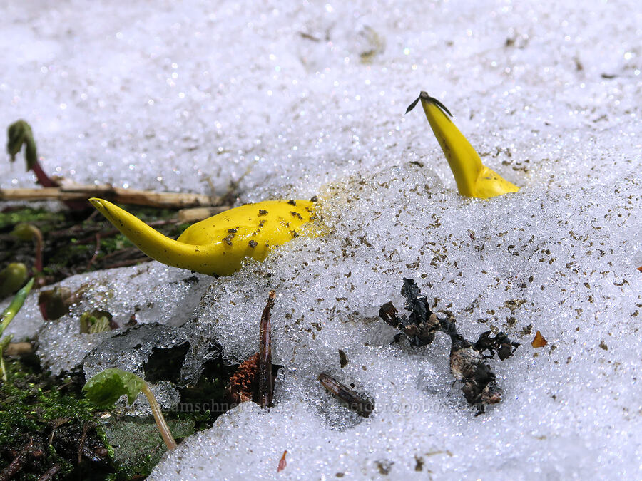 skunk cabbage emerging through snow (Lysichiton americanus) [Nevergo Meadow, Willamette National Forest, Lane County, Oregon]