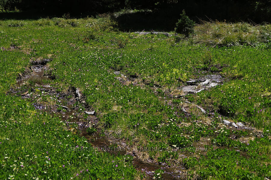 early summer streams [Elk Camp Meadow, Willamette National Forest, Lane County, Oregon]
