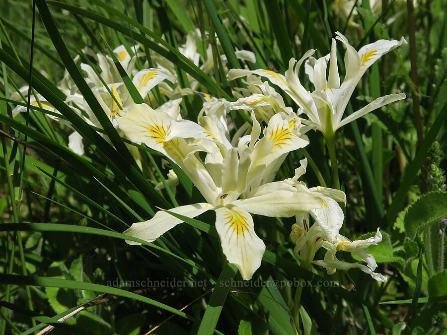 yellow-leaf iris (Iris chrysophylla) [Forest Road 1824, Willamette National Forest, Lane County, Oregon]