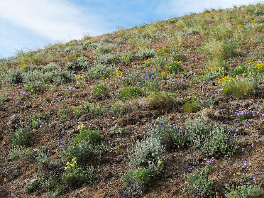 wildflowers [Arizona Creek Road, Harney County, Oregon]