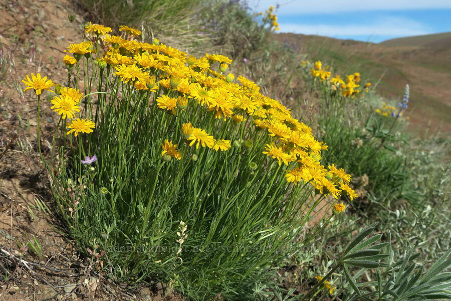 desert yellow fleabane/daisies (Erigeron linearis) [Arizona Creek Road, Harney County, Oregon]