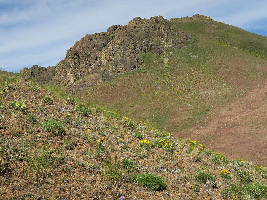 wildflowers & crags [Arizona Creek Road, Harney County, Oregon]