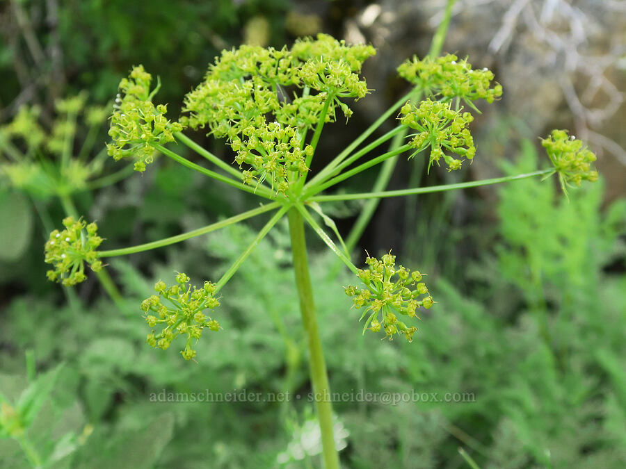 fern-leaf desert parsley (Lomatium multifidum (Lomatium dissectum var. multifidum)) [Arizona Creek Road, Harney County, Oregon]
