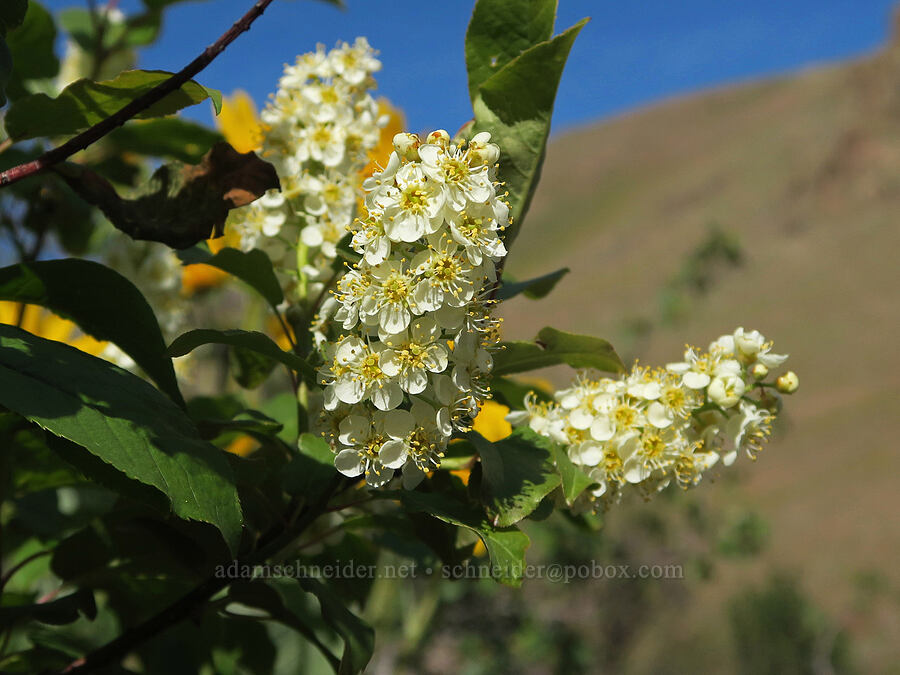 chokecherry flowers (Prunus virginiana) [Arizona Creek Road, Harney County, Oregon]