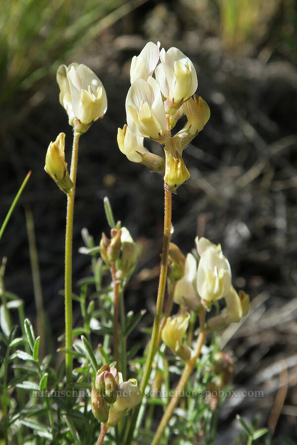 arcane milk-vetch (Astragalus obscurus) [Arizona Creek Road, Harney County, Oregon]