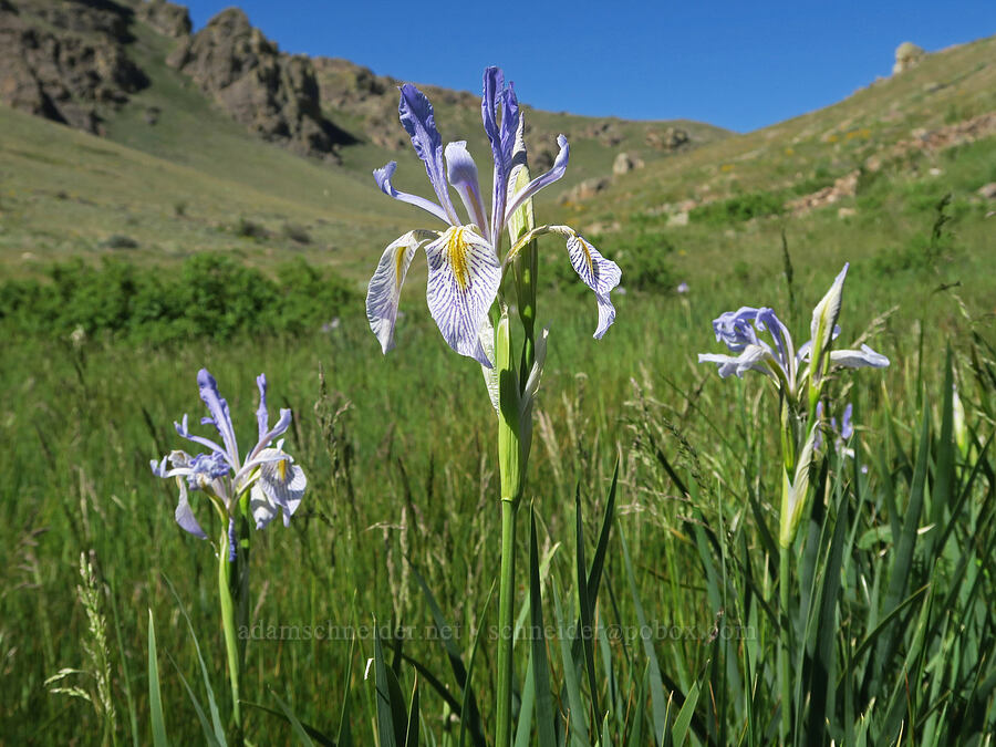 Rocky Mountain iris (Iris missouriensis) [Arizona Creek Road, Harney County, Oregon]