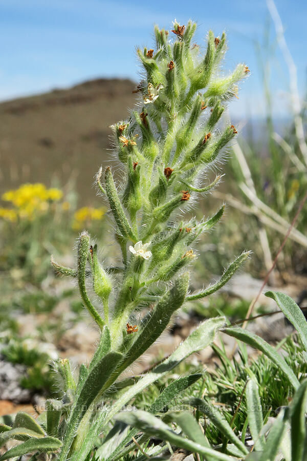 tallish cryptantha (Oreocarya sp. (Cryptantha sp.)) [Arizona Creek Road, Harney County, Oregon]
