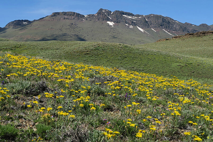 wildflowers & the crest of the Pueblo Mountains [Arizona Creek Road, Harney County, Oregon]