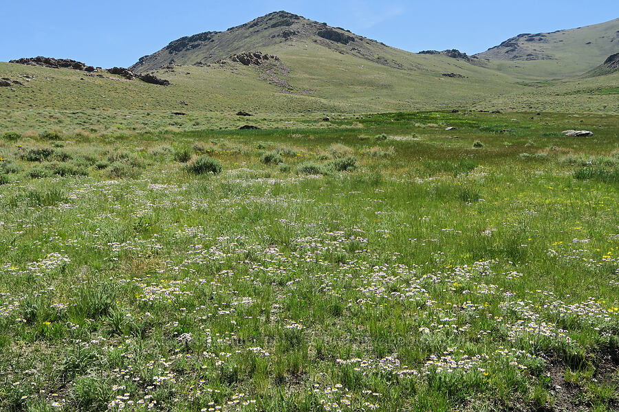 wildflowers [Pueblo Mountains, Harney County, Oregon]